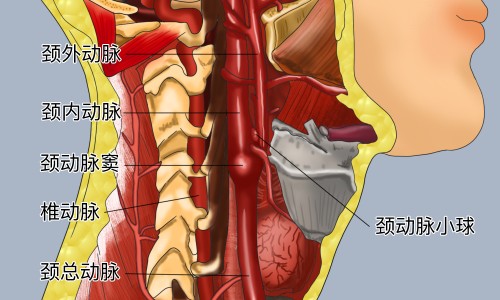 香蕉美容功效和作用-香蕉美容功效网—知名的香蕉美容养颜的功效网站,分享香蕉美容功效是什么知识